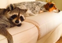 Фотографии енотихи, которая думает, что она собака