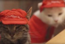 Видео: как японские коты продают пиццу