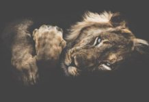 Когда дикая природа вызывает восторг: фотограф Донал Бойд