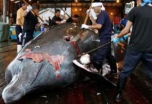 Япония выйдет из IWC и возобновит коммерческий промысел китов
