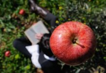 Яблоко и Ньютон: закон всемирного тяготения и легенда о календарях