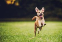 Ветеринарная аптека в «Дог Сити» Ветеринарная аптека в "Дог Сити"