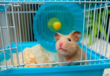 Как выбрать и содержать грызуна для домашнего содержания Как выбрать и содержать грызуна для домашнего содержания