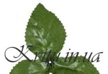 Создание букетов и композиций – воплощение смелых фантазий Создание букетов и композиций – воплощение смелых фантазий