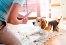 Можно ли знать абсолютно всё о собаках? Можно ли знать абсолютно всё о собаках?