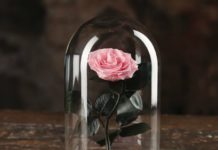 Роза в колбе Роза в колбе