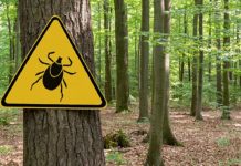 Что дает страховка от клеща