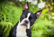 Породы комнатных собак