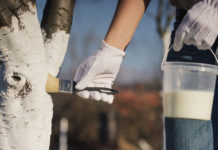 Почему важна побелка деревьев